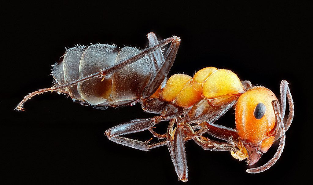 Ant Control service in Oak Park, IL