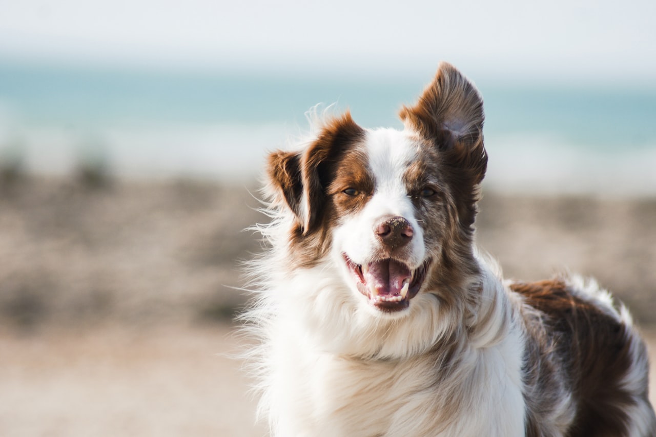 Flea & Tick Control service in Oak Park, IL