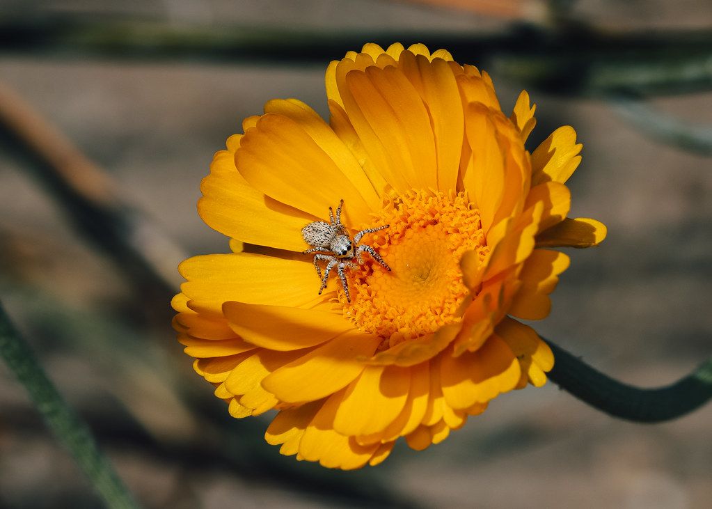 Spider Control service in Oak Park, IL